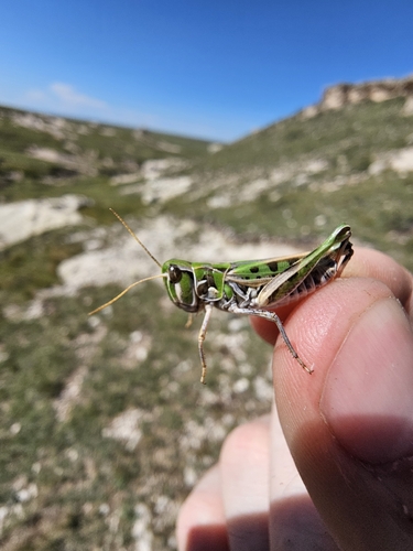 Four-spotted Grasshopper