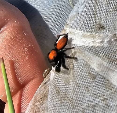Apache Jumping Spider