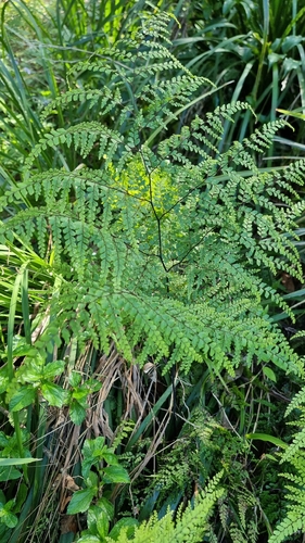 Giant maidenhair fern