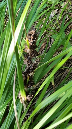 Red-berried Saw-sedge