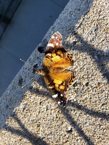 American Lady