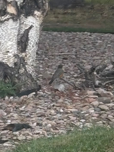 American Robin