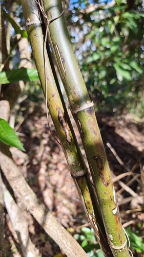 Indian Bushcane