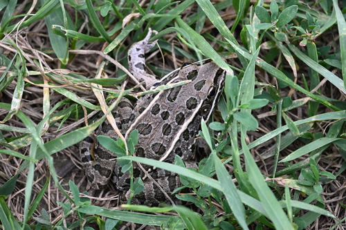 Plains Leopard Frog