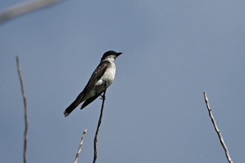 Eastern Kingbird