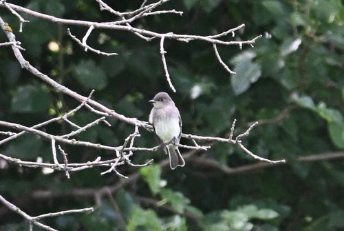 Eastern Phoebe