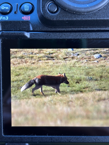 Tibetan Fox
