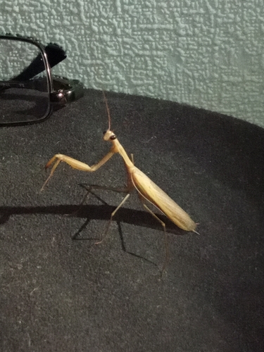 European Mantis
