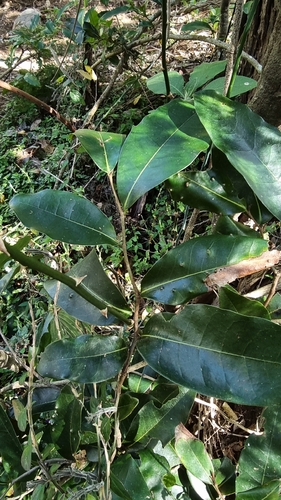Zig-zag Vine
