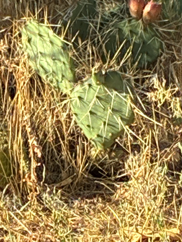 Brown-spined Pricklypear