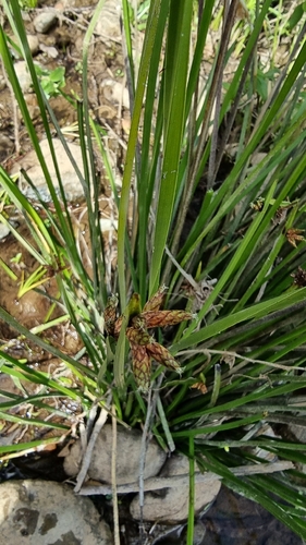 Bog Bulrush