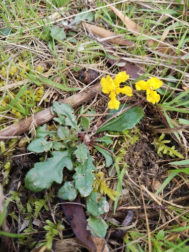 trailing Goodenia
