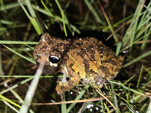 Estrada Saraiva Tree Frog