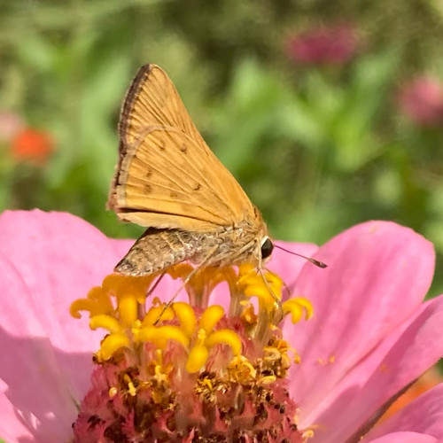 Fiery Skipper