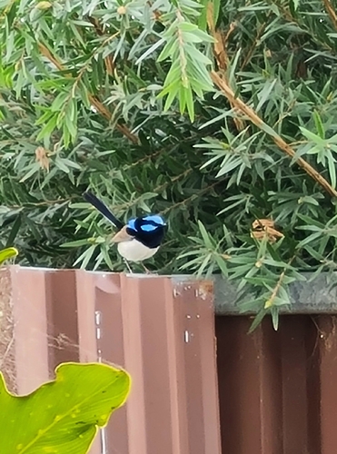 Superb Fairywren