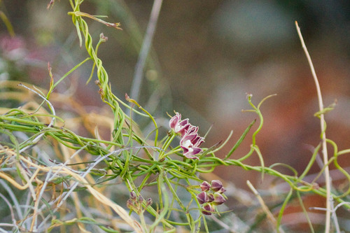 Hartweg's climbing milkweed