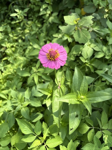 Elegant Zinnia
