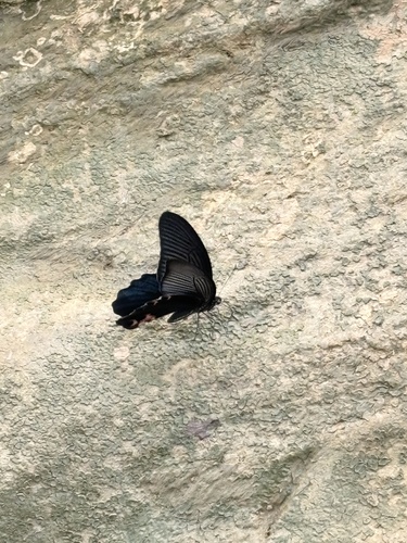 Spangle Swallowtail
