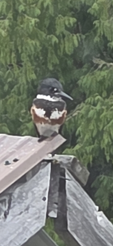 Belted Kingfisher