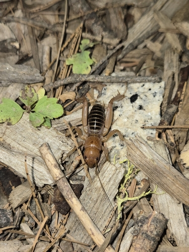 iNaturalist observation photo of North American Jerusalem Crickets