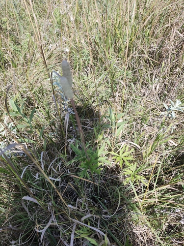 Cylindrical Thimbleweed