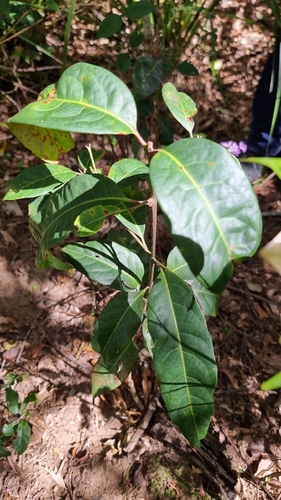 Native Guava