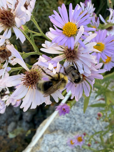 iNaturalist observation photo of Bumble Bees