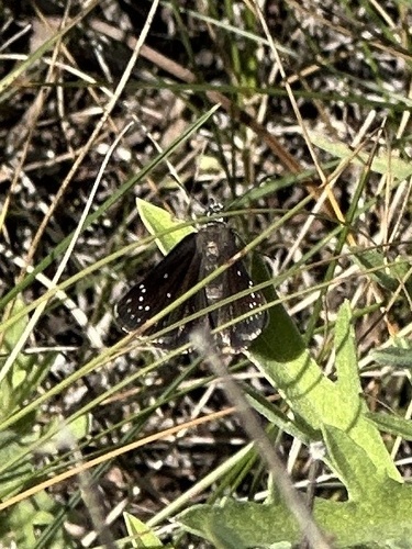Common Sootywing