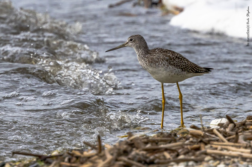 Greater Yellowlegs