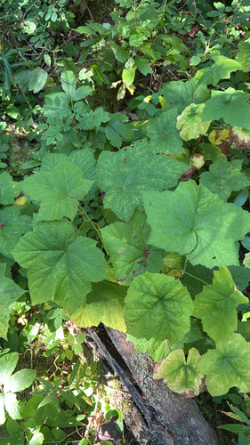 thimbleberry