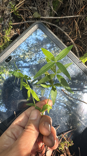Northern Bedstraw