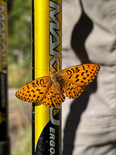 iNaturalist observation photo of Mormon Fritillary