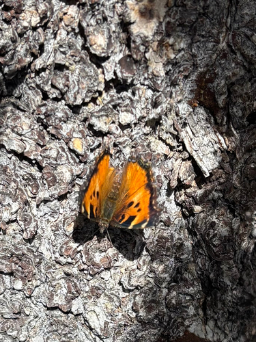 iNaturalist observation photo of California Tortoiseshell