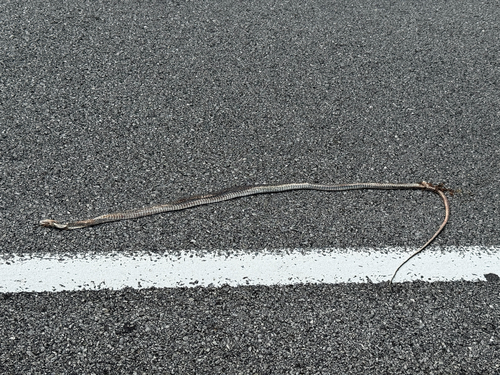 Brown Rat Snake