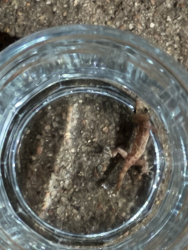 Mediterranean House Gecko