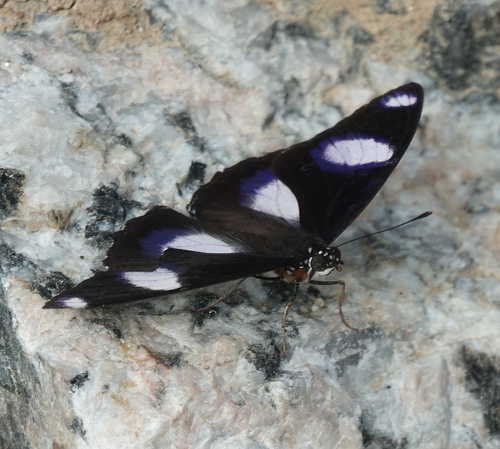 Danaid Eggfly