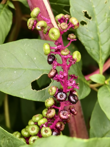 American pokeweed