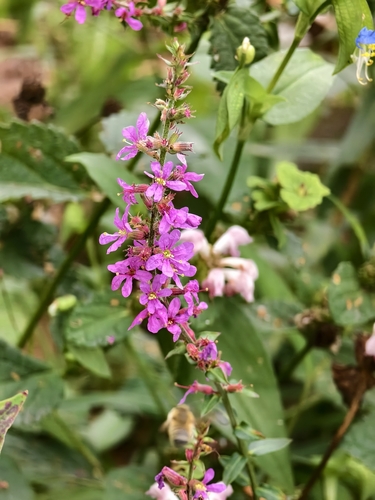 purple loosestrife