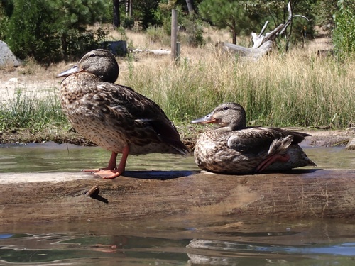 iNaturalist observation photo of Mallard