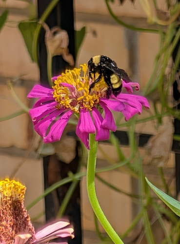 American Bumble Bee