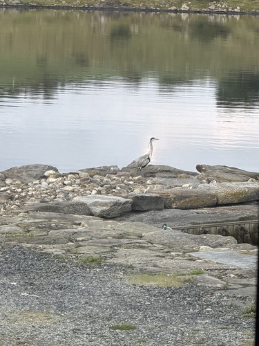 Grey Heron