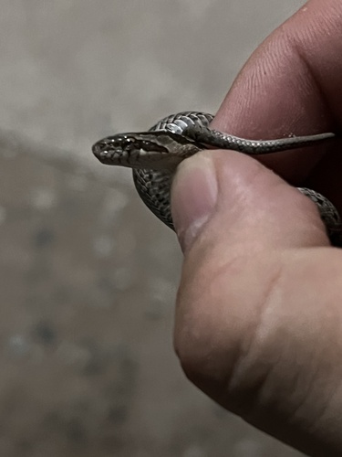 Steppe Ratsnake