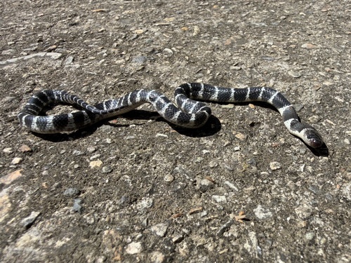 Many-banded Krait