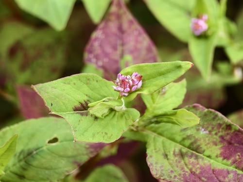 Nepal Persicaria