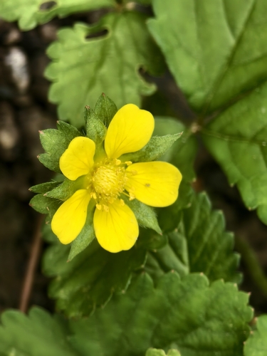 mock strawberry