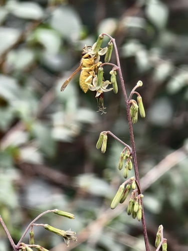 Black Shield Hornet