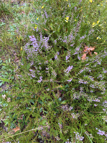 common heather