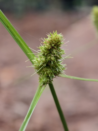 Carex neurocarpa
