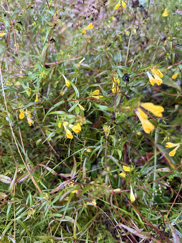 Common Cow-wheat