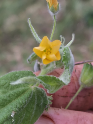 straggly lantern-bush